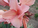 DSCF5393