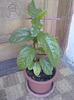 passiflora alata