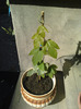 Passiflora vitifolia