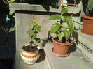 alata si vitifolia
