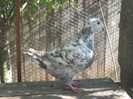 galambok 2011 015
