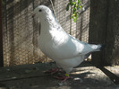 galambok 2011 025