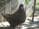galambok 2011 026