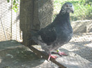 galambok 2011 028