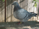 galambok 2011 031
