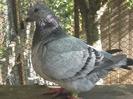 galambok 2011 032