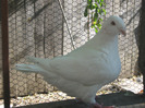 galambok 2011 035