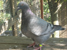 galambok 2011 037