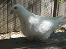 galambok 2011 038