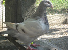 galambok 2011 050