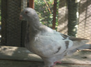 galambok 2011 051