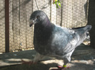 galambok 2011 052