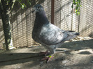 galambok 2011 053