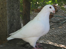 galambok 2011 056