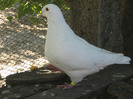 galambok 2011 057