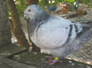 galambok 2011 063
