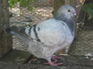 galambok 2011 065