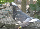 galambok 2011 066 fem