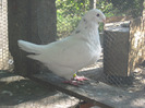 galambok 2011 075 fem