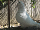 galambok 2011 076
