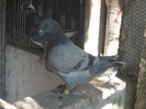 galambok 2011 078