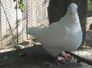 galambok 2011 095