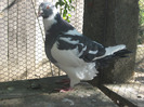 galambok 2011 097