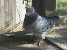 galambok 2011 103