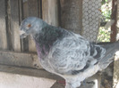 galambok 2011 104