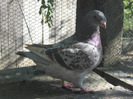 galambok 2011 109 fem