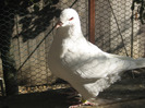 galambok 2011 116