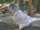 galambok 2011 122