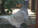 galambok 2011 123