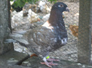 galambok 2011 124