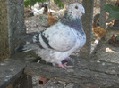 galambok 2011 127