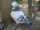 galambok 2011 129