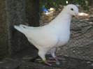 galambok 2011 135