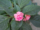 IMPATIENS ROZ BĂTUT