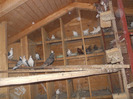 DSCN3441