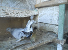 DSCN3484