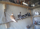 DSCN3495