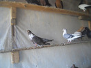 DSCN3496