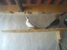 DSCN3498