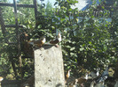 DSCN3535