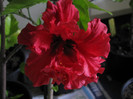 Hibiscus 24 sept 2011