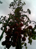 rosii cherry