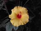 DSCF8882