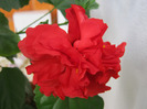 Hibiscus 2