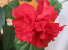 Hibiscus 3