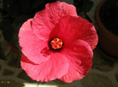 Hibiscus 10